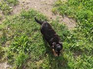 Grajewo ogłoszenia: Witam oddam szczenięta w dobre ręce. - zdjęcie