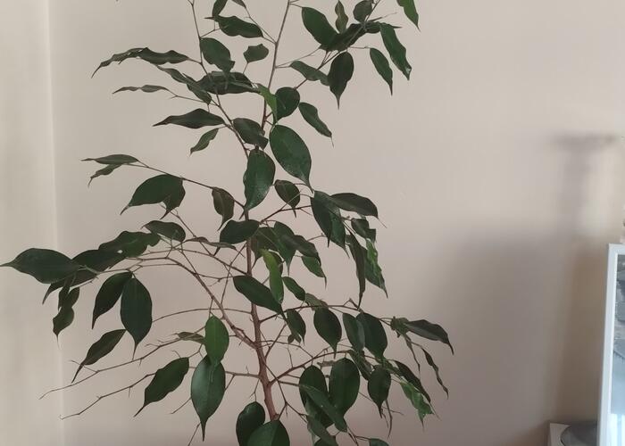 Grajewo ogłoszenia: Sprzedam benjamina ,wysokość ok 1 metra .